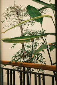 Vangs homestay - Huế