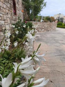 Sea view mastiha grove suites KALLISTO NEFELI