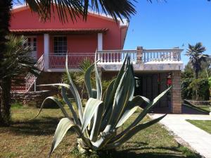 Agave Alghero
