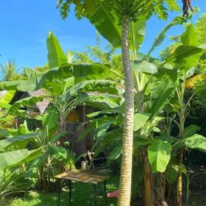 Banana Grove Travellers Inn
