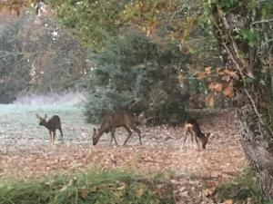 B&B / Chambres d'hotes Les Chevreuils : photos des chambres