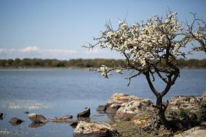 Cortis Antigas img42