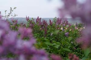 Maisons de vacances Les Lilas des Chenes : photos des chambres