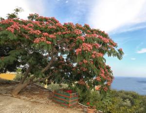 Pyrgos Traditional Village Ikaria Greece