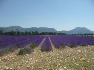 Maisons de vacances Rustic villa with pool in Cereste France : photos des chambres