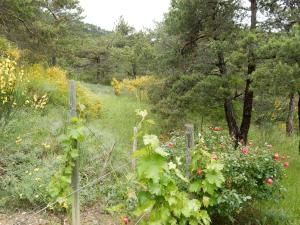 Maisons de vacances Holiday house with private swimming pool and view at the Vercors : photos des chambres