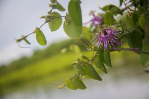 Pousada Mirage Atins