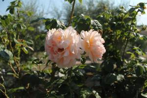 Agriturismo Su Recreu img57