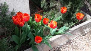 B&B / Chambres d'hotes Villa Chrisama FLAYOSC : photos des chambres