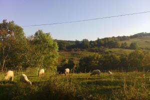 Sejours a la campagne St Victor Du Fau : photos des chambres