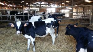 Sejours a la ferme Charmante maison a la ferme : photos des chambres