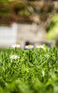 Margherita Friendly house