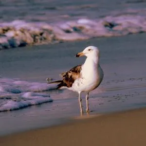 3 Dolphins - Britannia Bay