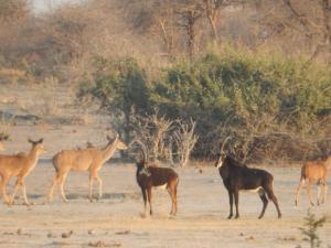 Thobolos Bush Lodge