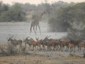 Thobolos Bush Lodge