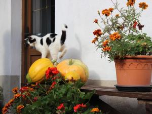 Talu Quaint Holiday Home in Schenkendobern on a farm Klein Gastrose Saksamaa