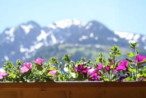 Ferienwohnungen Drexel