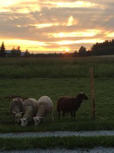 Lomatila Ollila Farm Stay