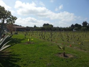 SERRA E MESU Affittacamere img41