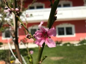 Appartement Pension Hadanig Techelsberg am Worthersee Österreich