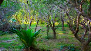 Forest West Nishi