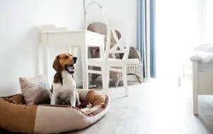 Hotel, Restaurant, Café Pharisäerhof - Nordseeurlaub mit Hund - Bredstedt