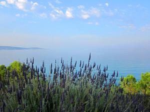 Amarandos Sea View Apartments Chios-Island Greece