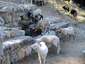 Les Bergeries  Le figuier 