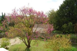 Maisons de vacances Ramier : Appartement - Vue sur Jardin