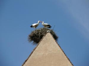 Appartements Gite Edelweiss a Eguisheim : photos des chambres