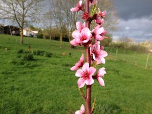 B&B / Chambres d'hotes La Roche Parthenay Farm : photos des chambres