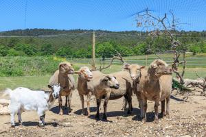 Maisons de vacances Le Luberon Lou Mas Li Pitchoun : photos des chambres