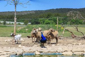 Maisons de vacances Le Luberon Lou Mas Li Pitchoun : photos des chambres