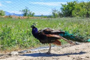 Maisons de vacances Le Luberon Lou Mas Li Pitchoun : photos des chambres