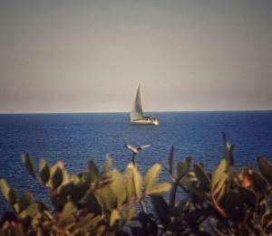 Il Fenicottero Rosa img8