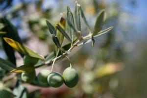 Villa Iris with Pool img36