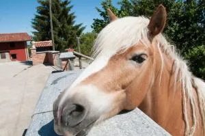 卡希纳拉罗马纳农家乐 - Piozzo