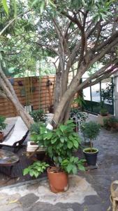 Appartements Cielito Lindo : photos des chambres