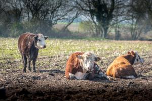 Little Abbey Farm