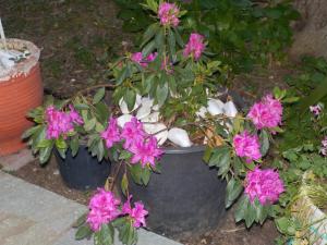 Azalea Skiathos Greece