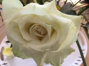 Les Palmiers photo 21
