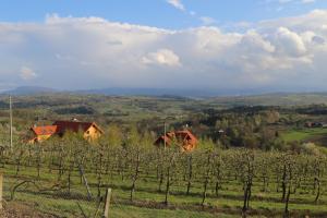 Fantastic View Vineyard Beskid Mountains