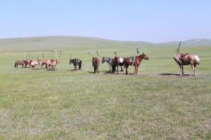 Nomad Horse Camp