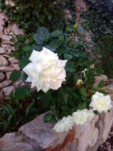 Trulli Sarmenzanello