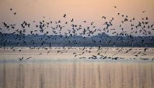 Las Banderas - Villa de Don Fadrique