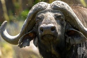 Mbuzi Mawe Serena Camp