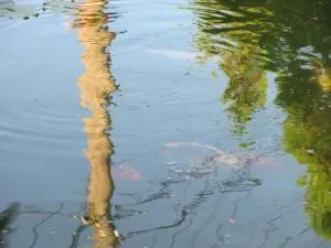 Casa Toma - Kibèd Casa Toma - Kibèd