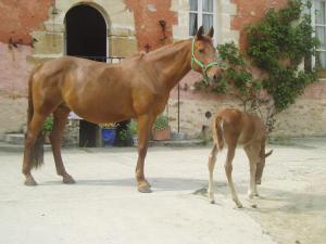 B&B / Chambres d'hotes La Ferme Rose : photos des chambres