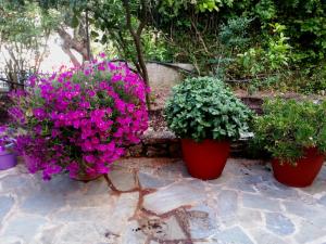 Tzaneria Apartments Skiathos Skiathos Greece