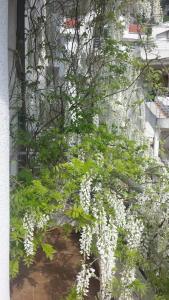 Deluxe King Studio room in Roman Gardens Studio Apartment